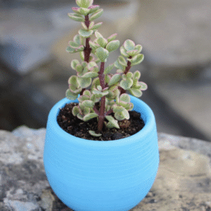 Macetero Autorregante AZUL para suculentas y cactus