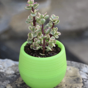 Macetero Autorregante VERDE para suculentas y cactus