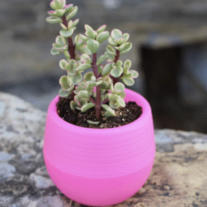 Macetero Autorregante ROSADO para suculentas y cactus