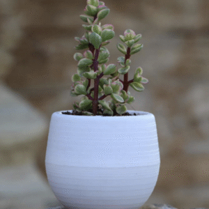 Macetero Autorregante BLANCO para suculentas y cactus