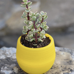 Macetero Autorregante AMARILLO para suculentas y cactus